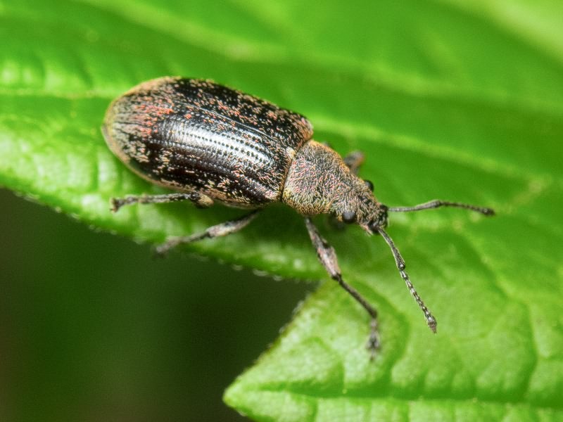 Phyllobius pyri (Linnaeus, 1758)